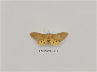 藏品(夜蛾4)的圖片